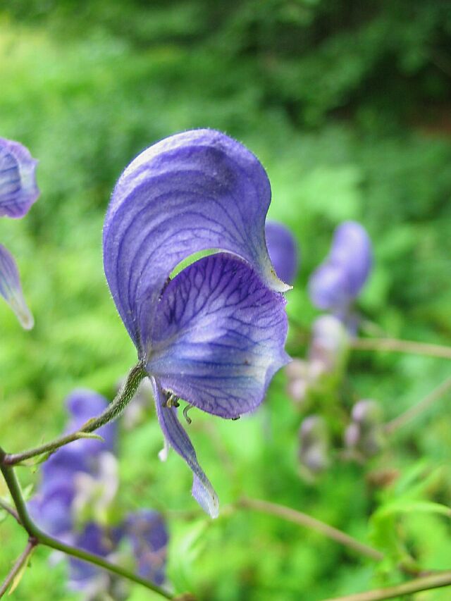 Famiglia RANUNCULACEAE